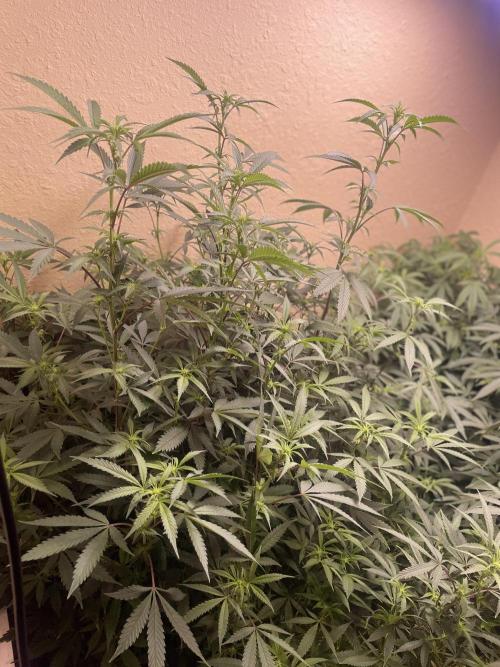 Kelly Manelly and Cherry Bang bang. Week 8