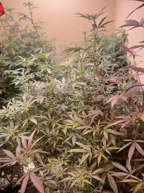 Kelly Manelly and Cherry Bang bang. Week 8