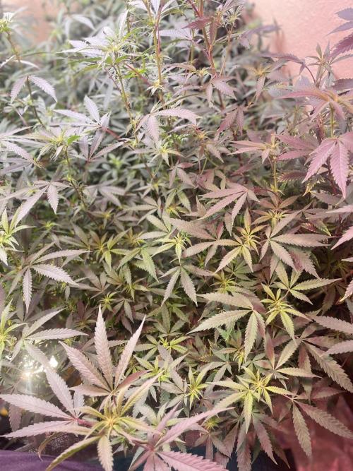 Kelly Manelly and Cherry Bang bang. Week 8