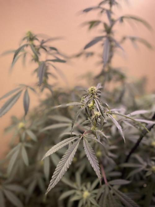 Kelly Manelly and Cherry Bang bang. Week 9