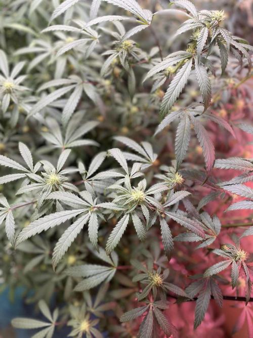 Kelly Manelly and Cherry Bang bang. Week 9