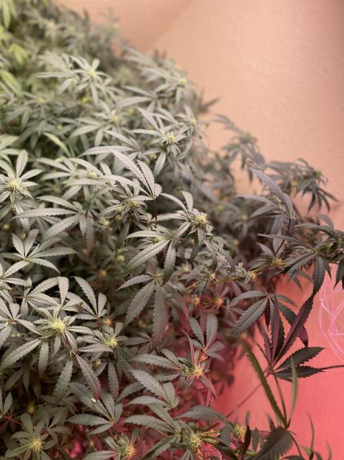 Kelly Manelly and Cherry Bang bang. Week 9