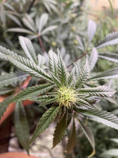 Kelly Manelly and Cherry Bang bang. Week 9