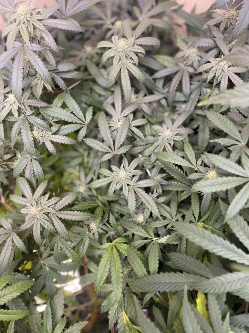 Kelly Manelly and Cherry Bang bang. Week 9