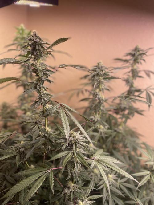 Kelly Manelly and Cherry Bang bang. Week 11