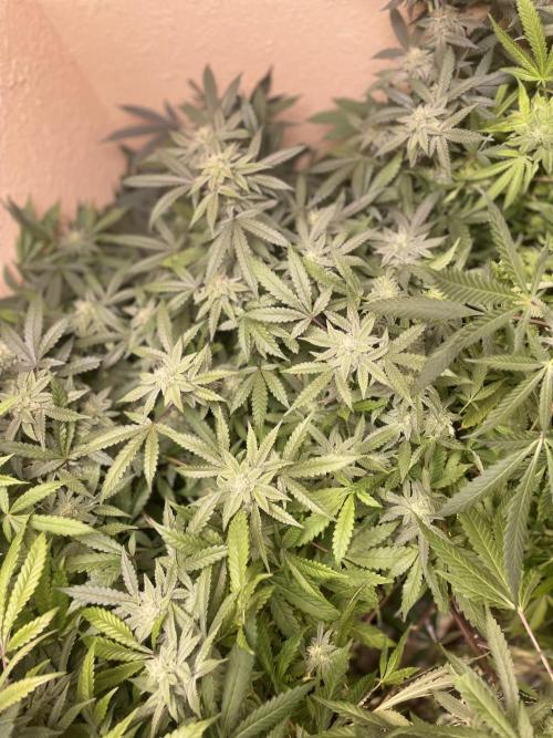 Kelly Manelly and Cherry Bang bang. Week 11