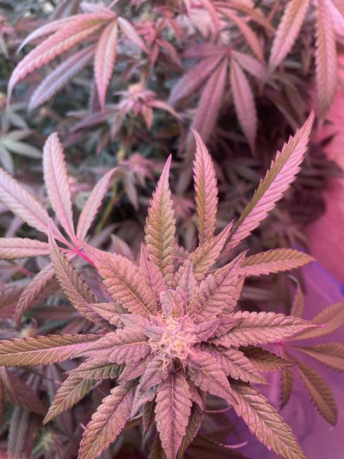 Kelly Manelly and Cherry Bang bang. Week 11