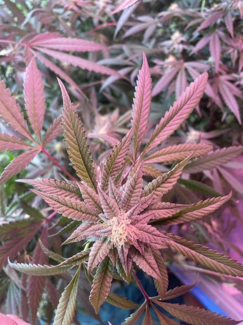 Kelly Manelly and Cherry Bang bang. Week 11