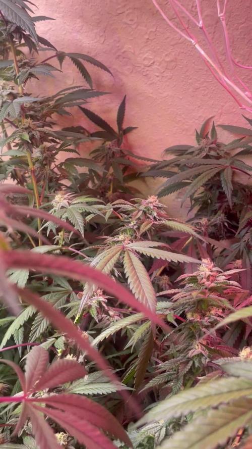 Kelly Manelly and Cherry Bang bang