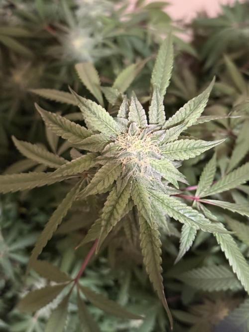 Kelly Manelly and Cherry Bang bang. Week 12