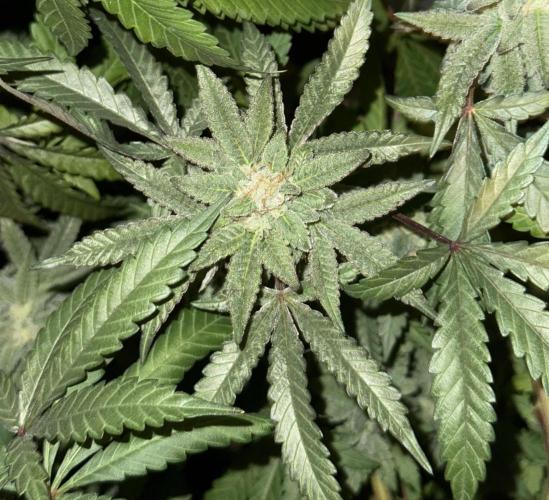 Kelly Manelly and Cherry Bang bang. Week 12