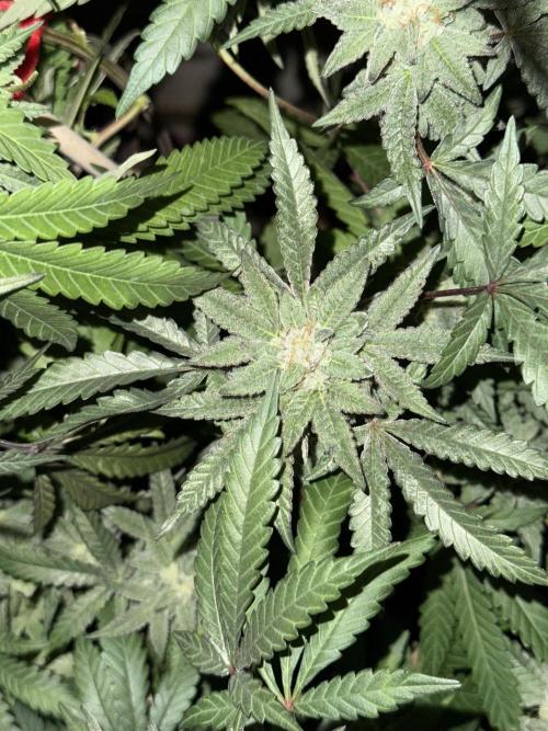 Kelly Manelly and Cherry Bang bang. Week 12