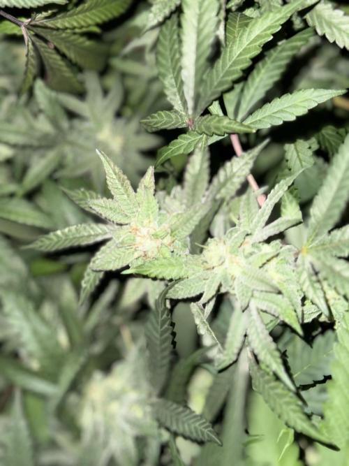 Kelly Manelly and Cherry Bang bang. Week 12