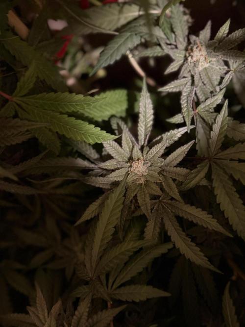 Kelly Manelly and Cherry Bang bang. Week 12