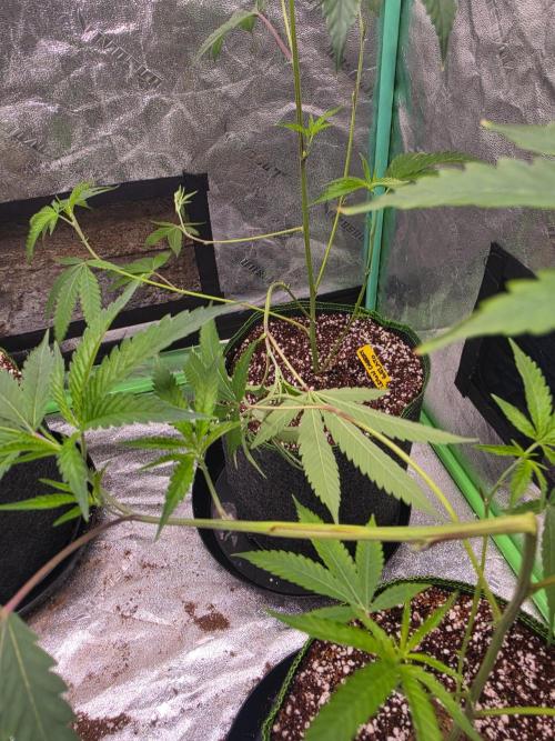 LOG and magic marker. Week 3