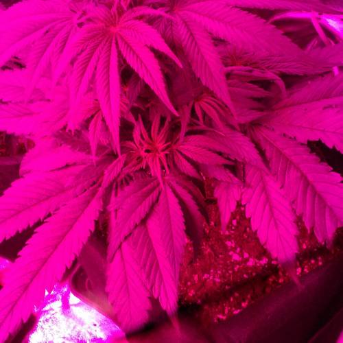 California kush/purple bud. Week 5 - Purple bud