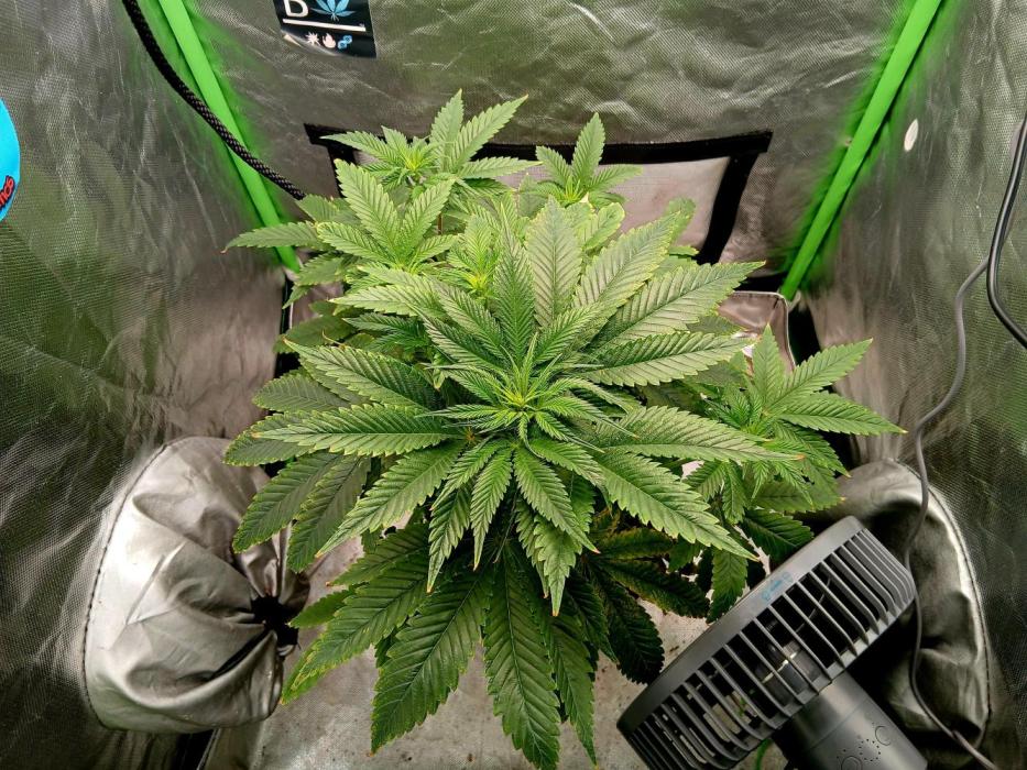 88g13hp x oreoz. Week 5 - Happy growing 