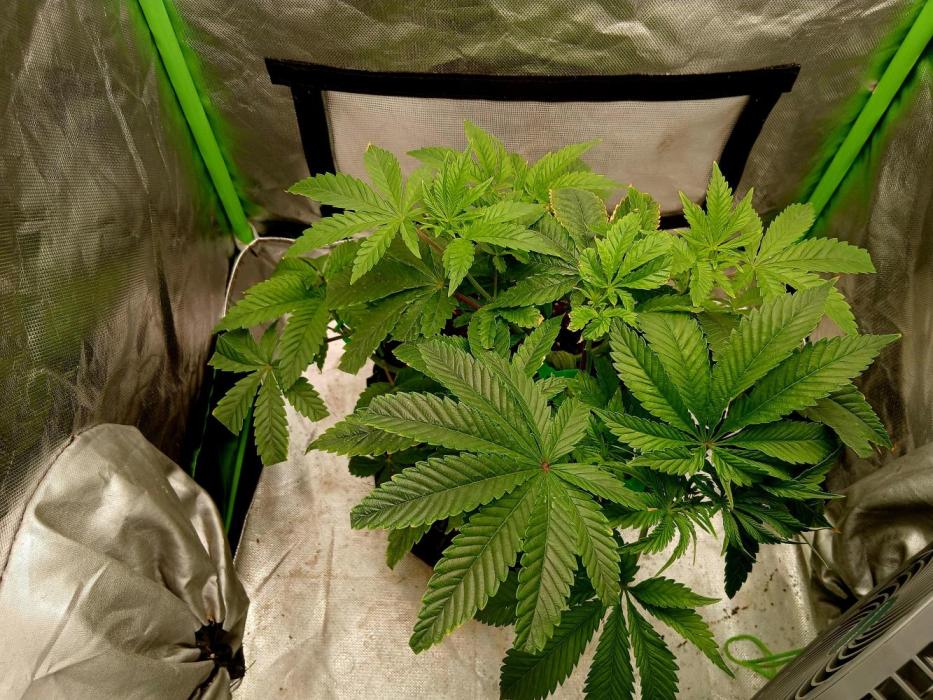 88g13hp x oreoz. Week 7