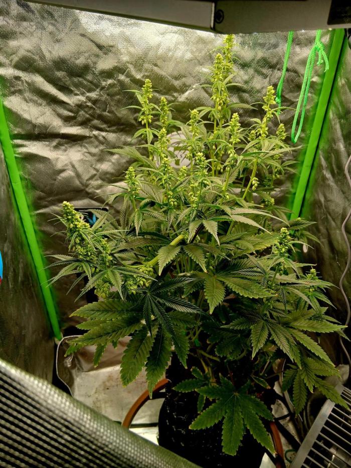 88g13hp x oreoz. Week 11 - Happy breeding 