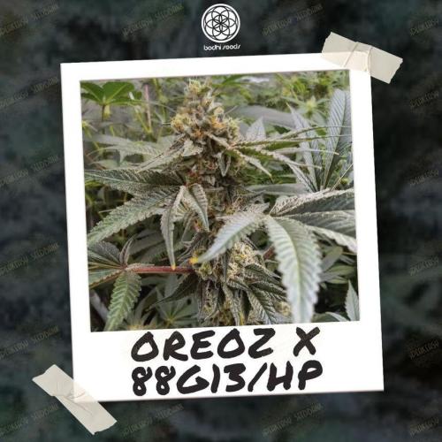 88g13hp x oreoz. Week 12