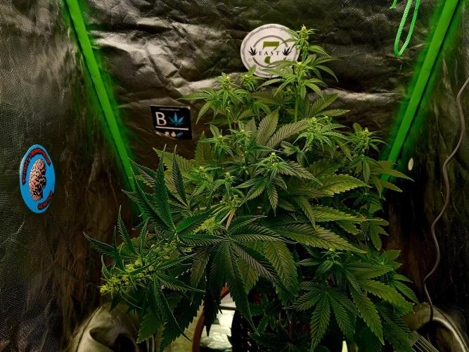 88g13hp x oreoz. Week 12