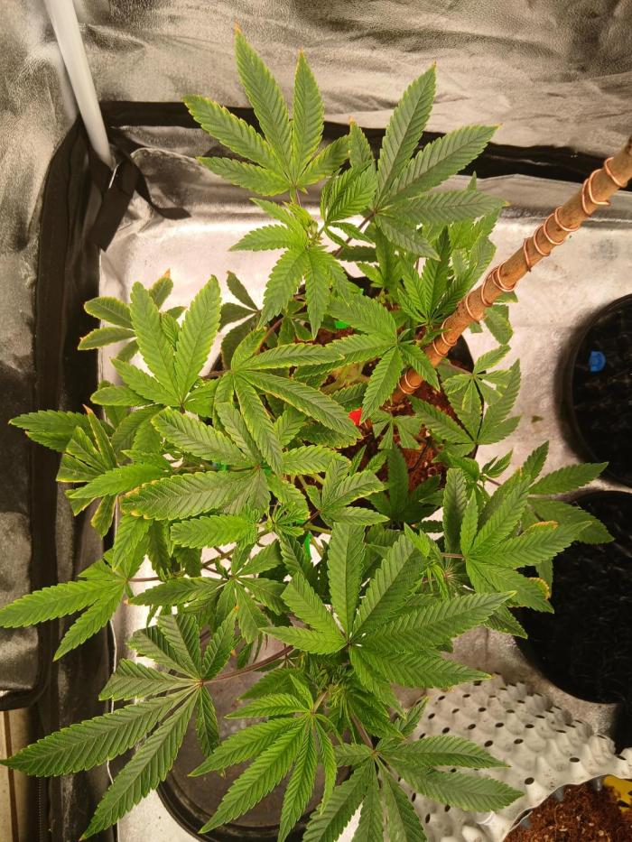 Bodhi. Week 5