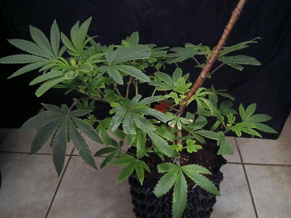 Bodhi. Week 6