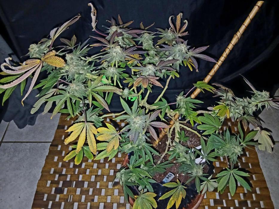 Bodhi. Week 8