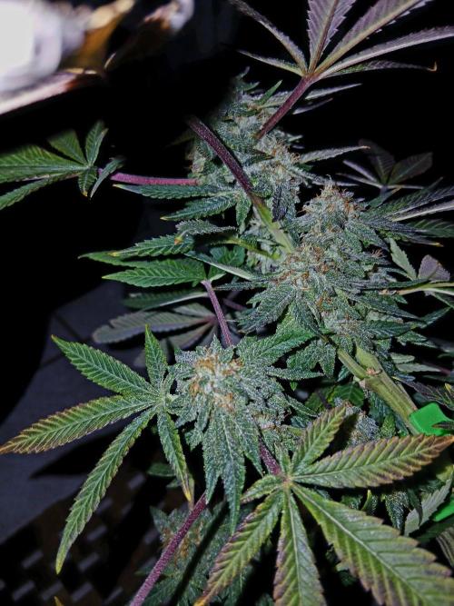 Bodhi. Week 9