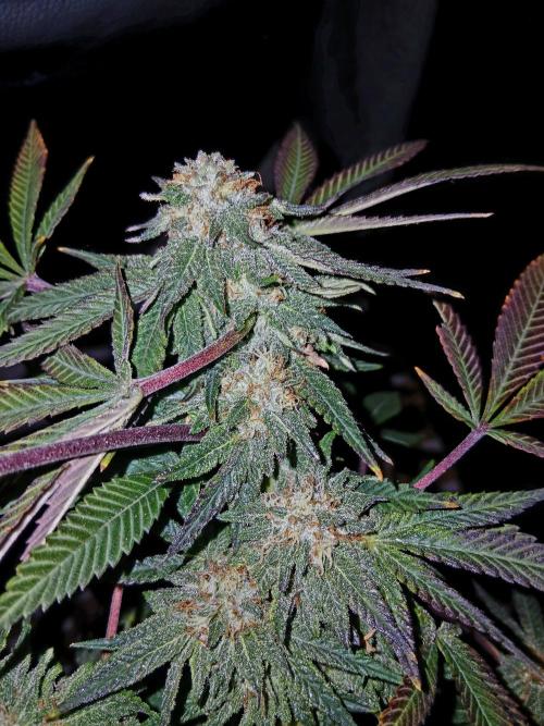 Bodhi. Week 9