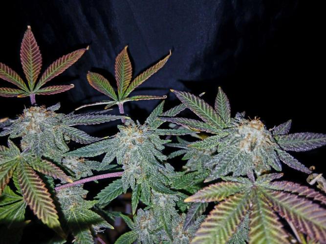 Lemon G x 88 G13 Lemon Hashplant. Week 9