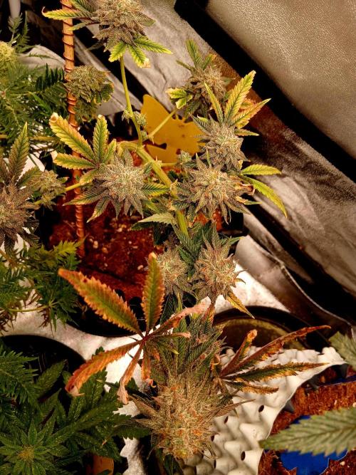 Bodhi. Week 10