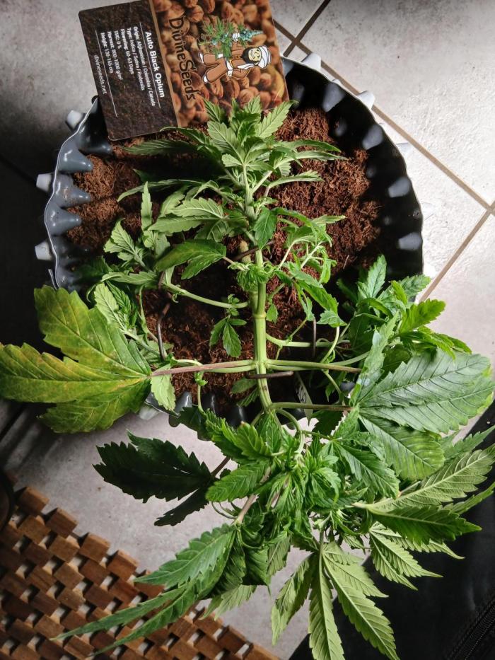 Auto Black Opium. Week 4 - 💪