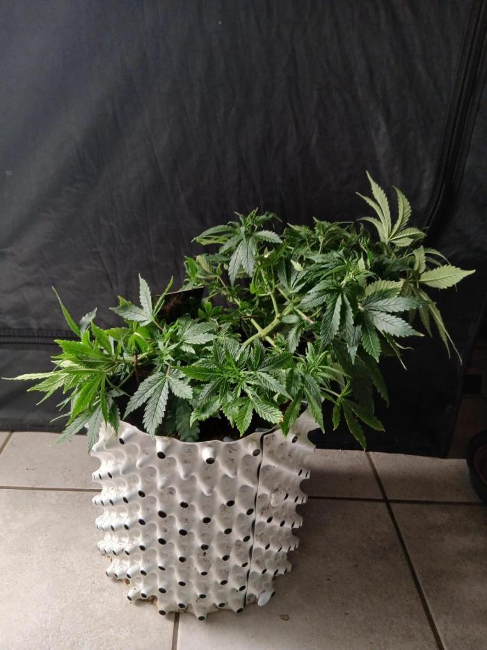 Auto Black Opium. Week 6 - Happy growing 
