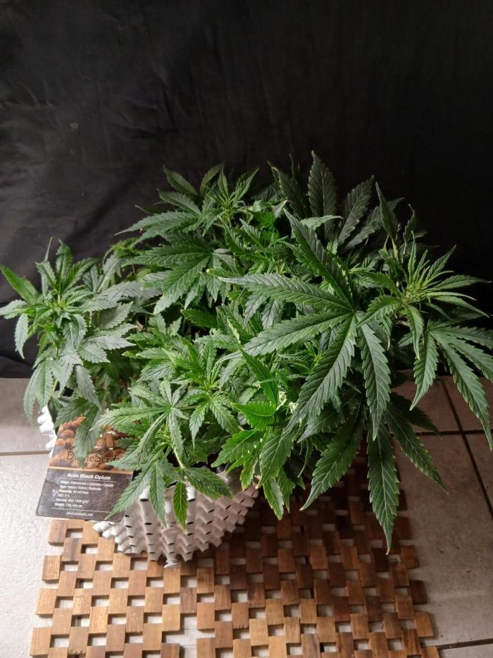 Auto Black Opium. Week 7 - Happy growing 