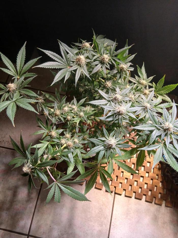 Dark Passenger x White Truffle bx. Week 4 - Happy growing 
