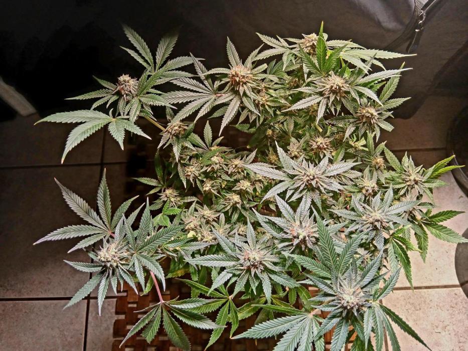 Dark Passenger x White Truffle bx. Week 6 - Pollinating with Backiotomy F1 from Right Hemisphere genetics 