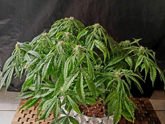 Auto Black Opium. Week 9