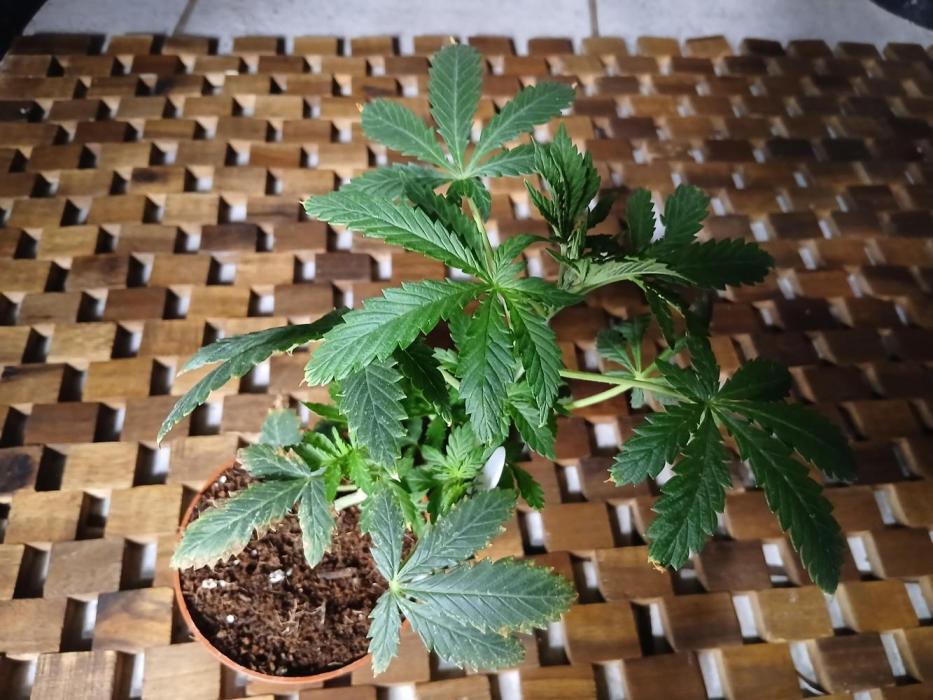 Northern lights 5 x Haze x Kali Mist. Week 4