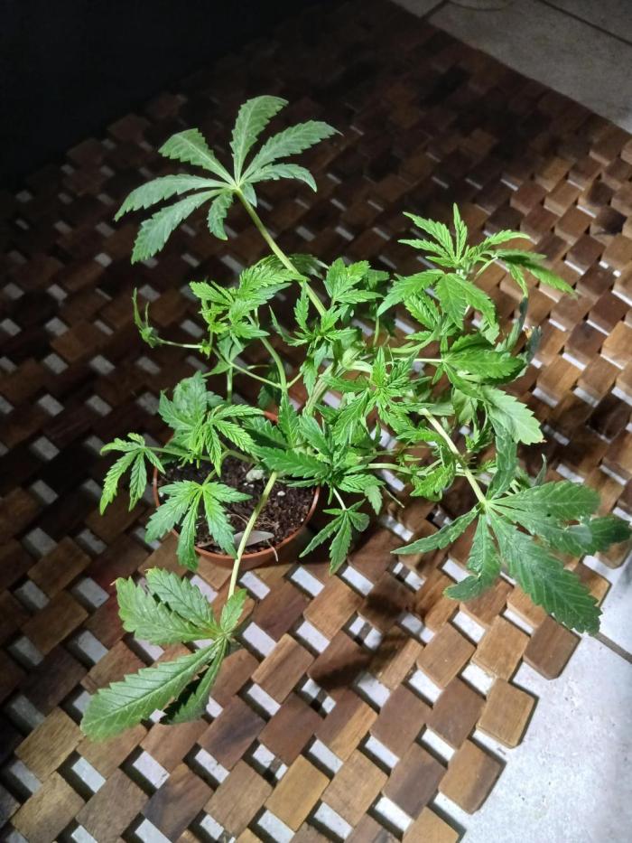 Northern lights 5 x Haze x Kali Mist. Week 5 - Flower 🌼 🌸 time 
