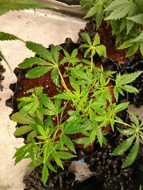 Northern lights 5 x Haze x Kali Mist. Week 6 - 💪