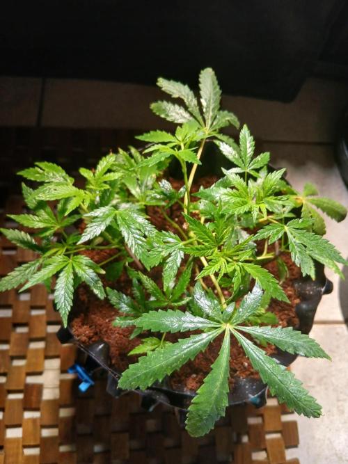 Northern lights 5 x Haze x Kali Mist. Week 6 - 💪