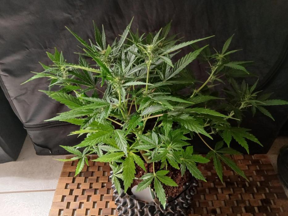 SBCH x Dreamcast. Week 3 - Happy growing 