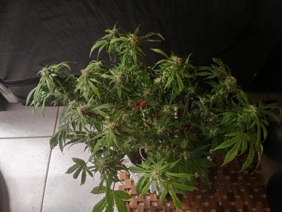 Auto Black Opium. Week 10