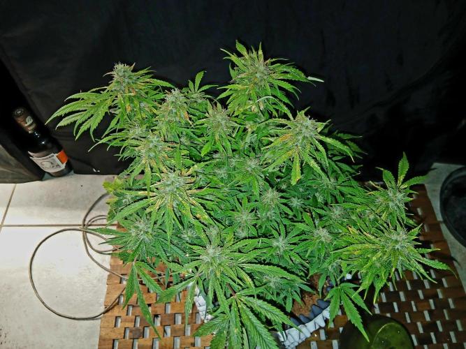 Auto Black Opium. Week 12