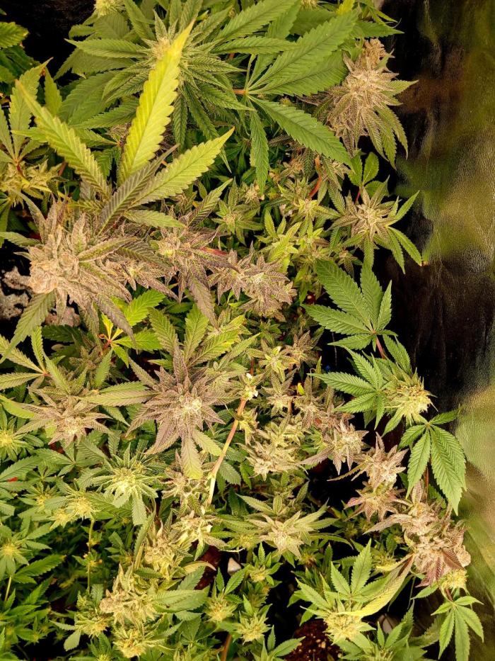 Dark Passenger x White Truffle bx. Week 10