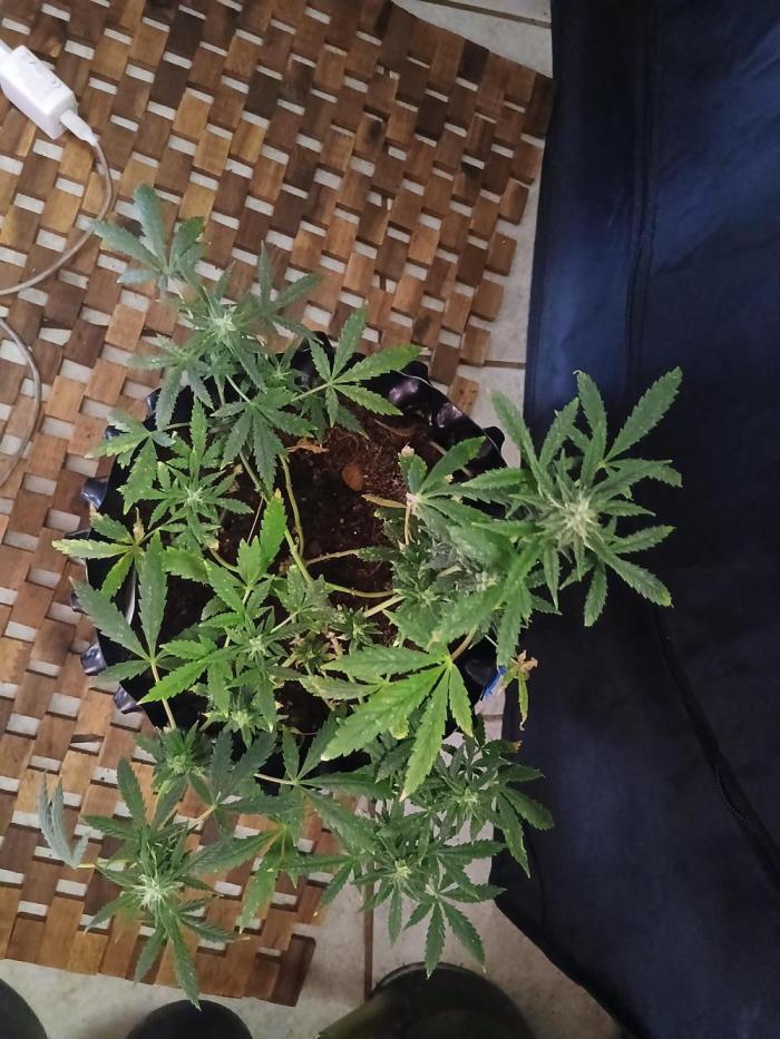 Northern lights 5 x Haze x Kali Mist. Week 10 - Happy growing 