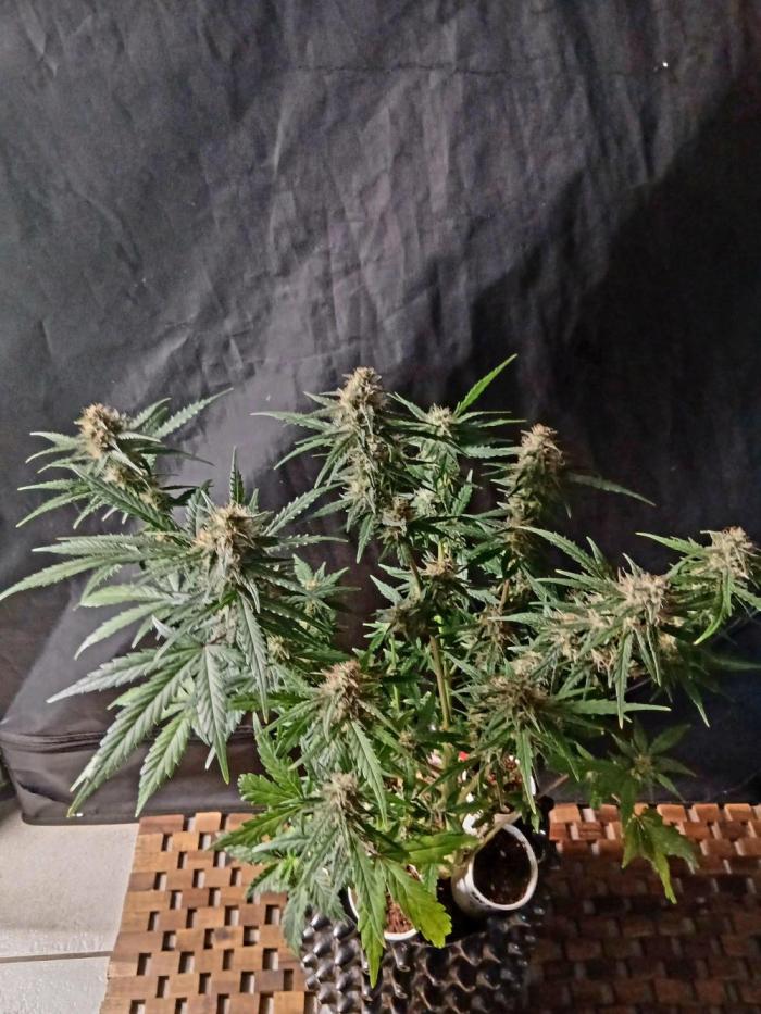 SBCH x Dreamcast. Week 6 - Happy growing 