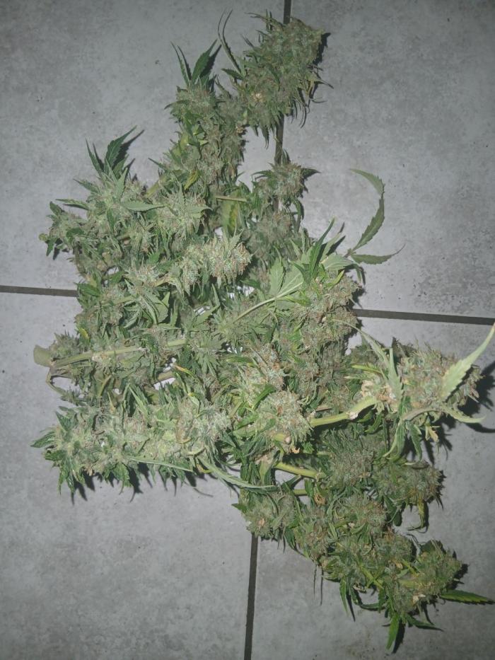 Auto Black Opium. Week 15 - Good job 