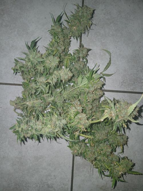 Auto Black Opium. Week 15